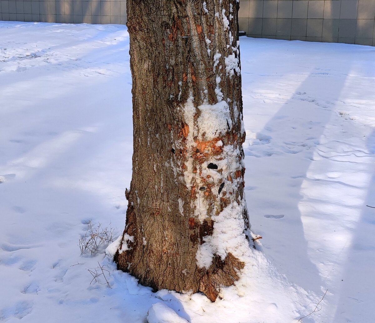 Препятствие на пути пьяного водителя (фото автора)