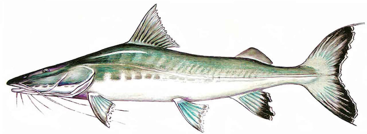 Brachyplatystoma filamentosum