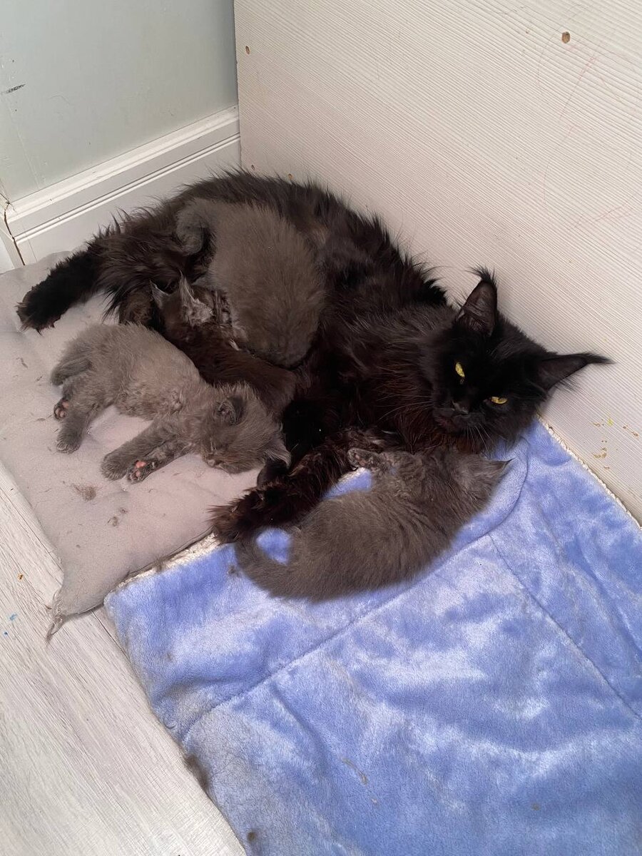 Норма корма для мейн куна. Норма корма суточная корм для кошек. Норма корма для мейн куна. Пурина ван корм для котят мейн. Норма корма для кошки.