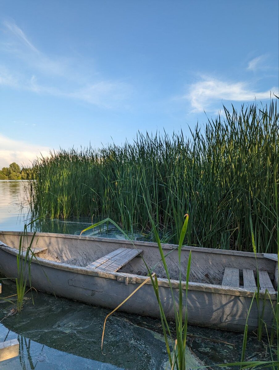 Местный фрегат