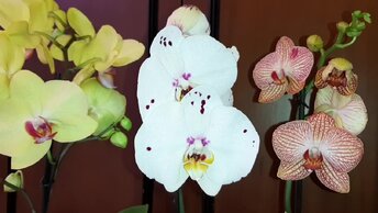 Try to root. Сказочные корни. Kingroot htc. Try to root. Try to root.