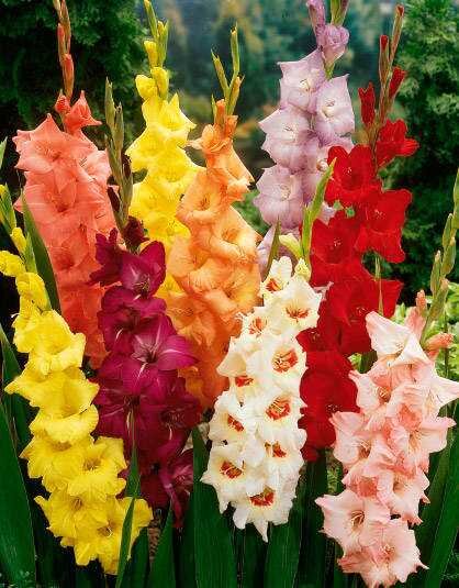 цветы на даче. гортензия круп но олистовая садовая. иерусалимский тюльпан горшечный. гортензия крупнолистная в кашпо. цветы на грядке.