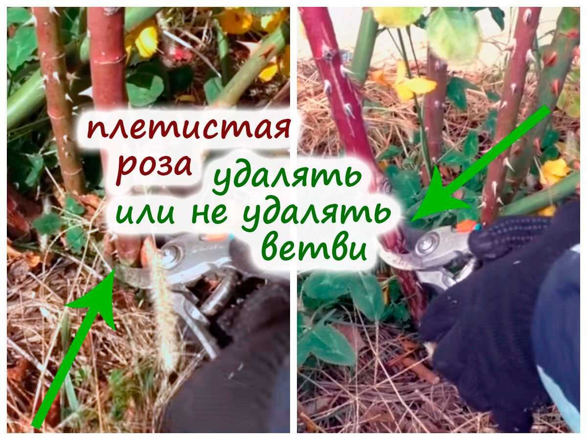 Снятие старой краски. Зачистка стен от шпаклевки. Старую будем удалять. Зачистка стен от старой краски. Зачистка стен от обоев.