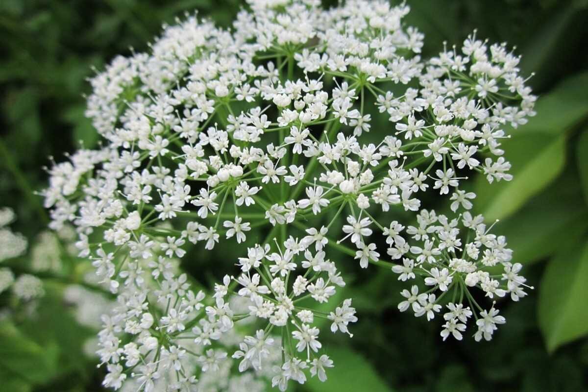 какие растения используются в медицине