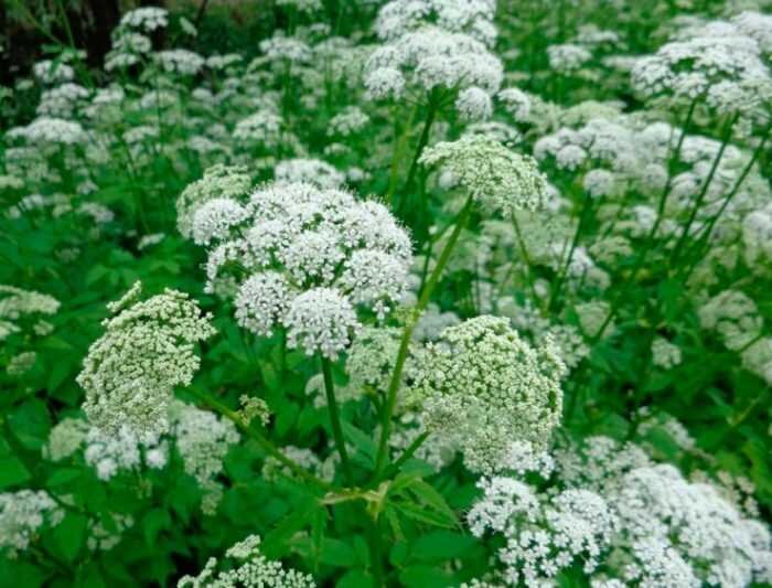 Репейник lappa. Белокопытник гибридный подбел. Сахалин лопух белокопытник. Лопух паутинистый. Дудник дягиль.