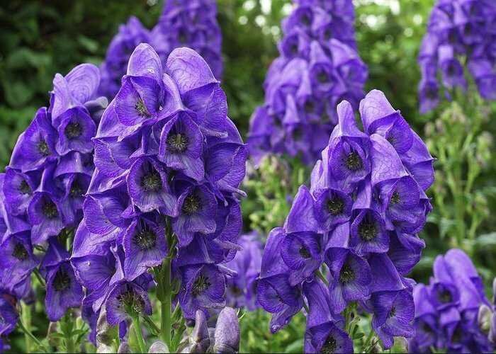 Основные документы стандартизации. Характеристика является обязательной для применения. Виды нормативных документов. Обязательное подтверждение соответствия. Характеристика видов стандартов.