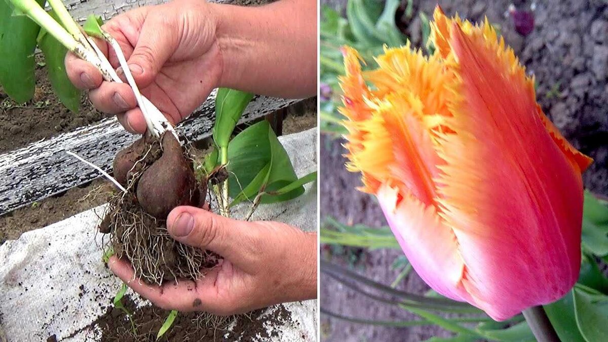 Что делать с тюльпанами после цветения: секреты ухода и сохранения красоты