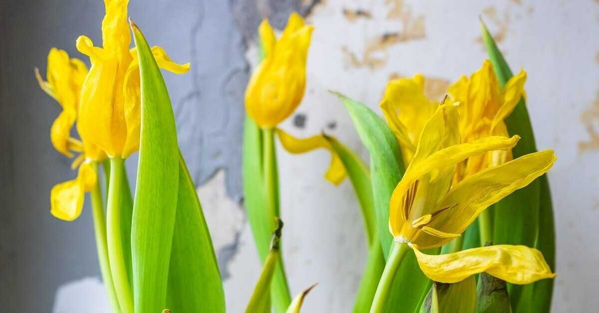 Уход за тюльпанами после цветения