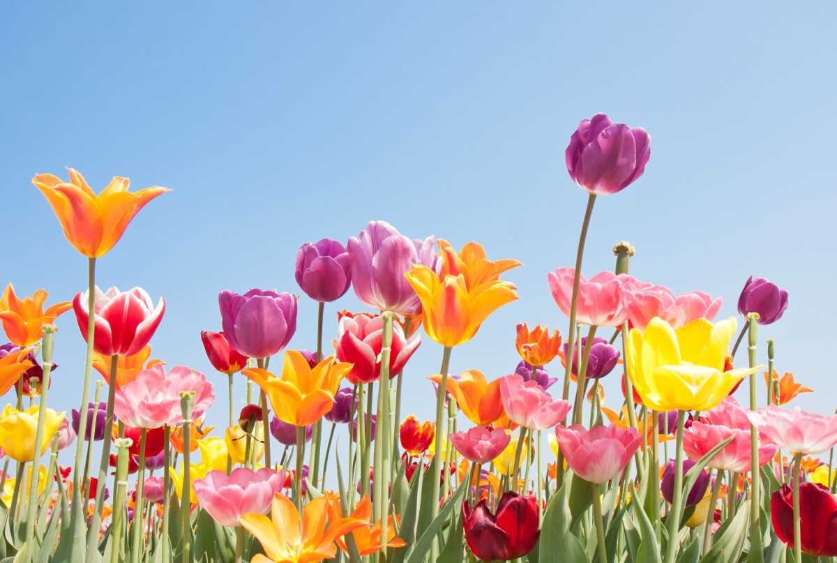 Что делать с тюльпанами после цветения: секреты ухода и сохранения красоты