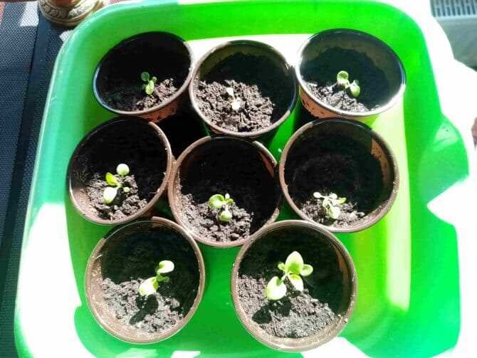 Эустома с лобелией. Пикировать рассаду петунии. Петуния пикировка рассады. Петуния ампельная пикировка рассады. Пикирование рассады петунии.