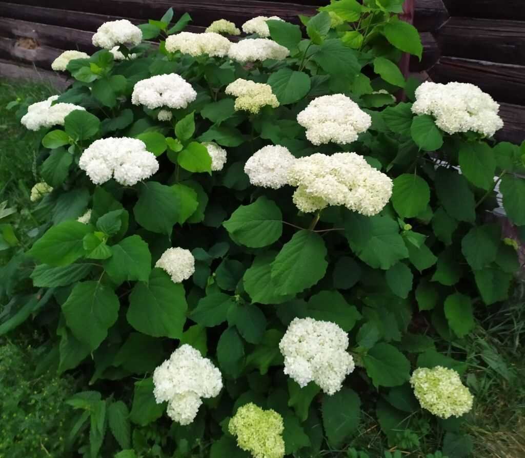 Сформированная метельчатая гортензия. Весенняя обрезка гортензии метельчатой. Обрезанная гортензия метельчатая. Штамбовая гортензия метельчатая. Формировка сирени на штамбе.