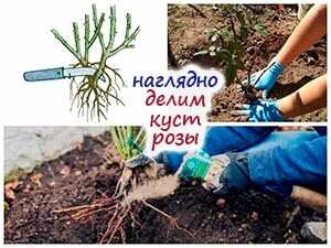 посадить 2 куста роз рядом. бордюрные розы. роза почвопокровная розариум. красиво посадить розы. роза ругоза живая изгородь.