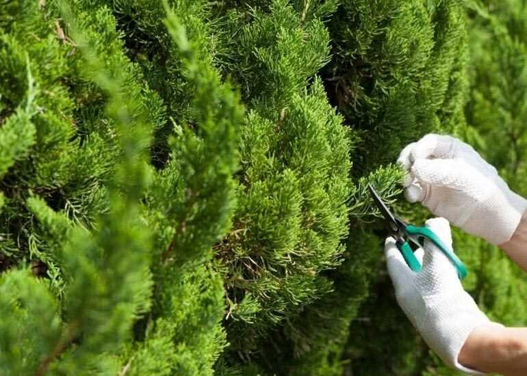 Черенки туи смарагд. Черенки туи смарагд. Можжевельник обыкновенный черенкование. Черенкование туи западной. Туя можжевельник черенком.