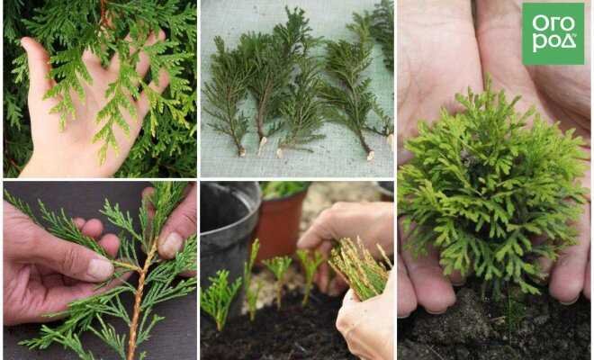 можжевельник обыкновенный комнатный. можжевельник куривао голд. корневая шейка скального можжевельника. можжевельник долгорастущий. можжевельник казацкий осенью.