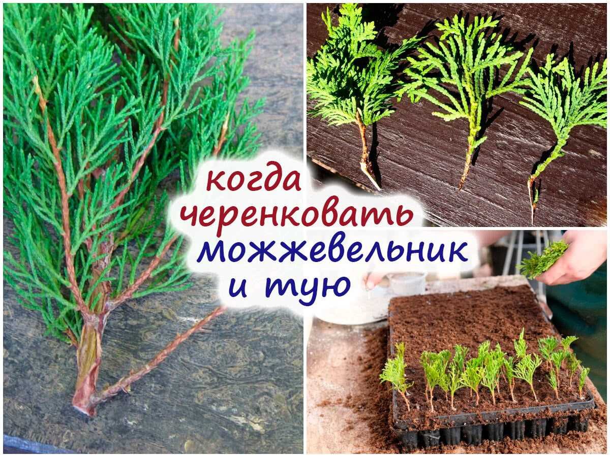 можжевельник колючий окуривание. как хранить можжевельник. как хранить можжевельник. паук на можжевельнике. древовидный можжевельник в крыму.