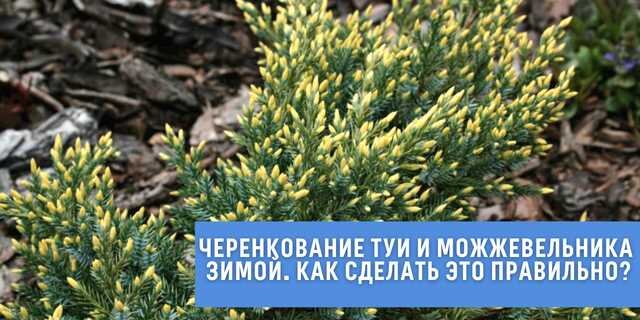 Полив черенков туи туман. Весенние удобрения можжевельника. Полив можжевельника. Можжевельник поливать. Полив можжевельника.