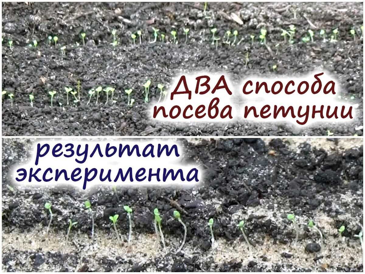Можно ли бананы при повышенной кислотностью. Можно ли бананы при повышенной кислотностью