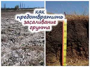 если бы ученики захотели выяснить наличие почвы стакане. что влияет на скорость прорастания семян. как влияет наличие почвы на прорастание семян опыт. влияние почвы на прорастание семян опыт. влияние почвы на прорастание семян опыт.