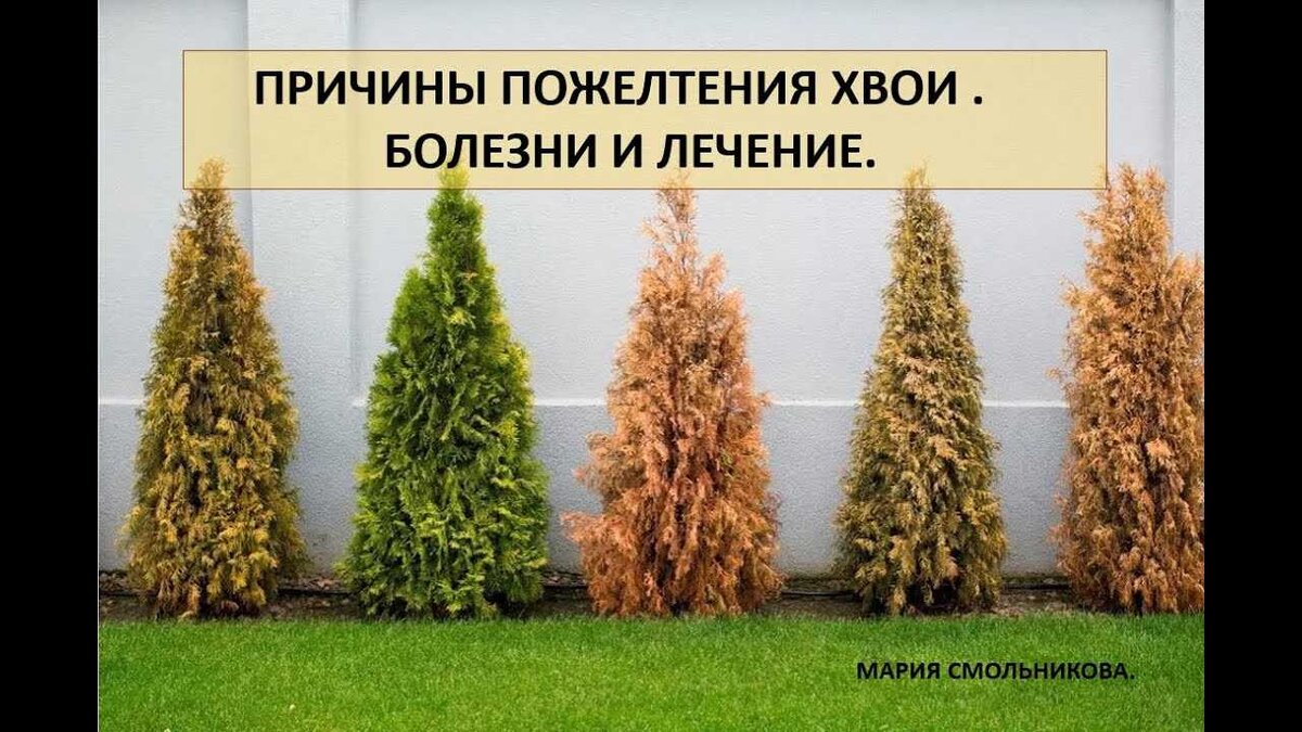 Кедровая сосна сфагнум каламит лиственница туя. Разнообразие хвойных растений. Типы хвойных растений. Типы хвойных растений. Туя пихта ель лиственница.