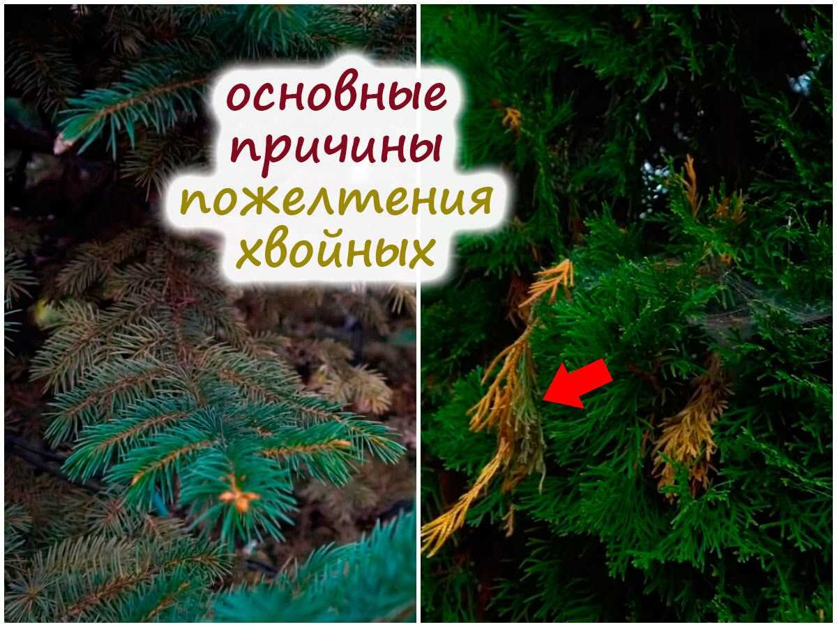 Почему хвойные деревья желтеют и буреют?
