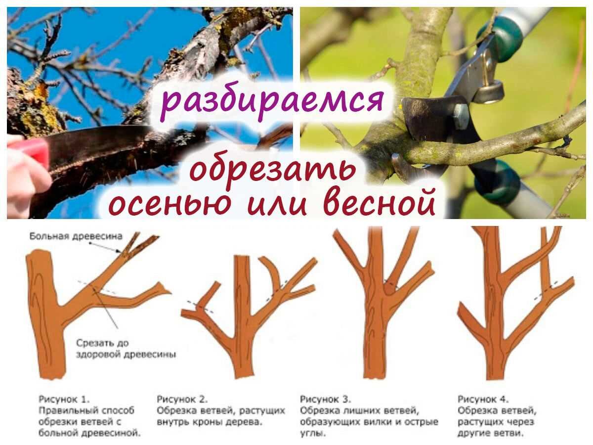 Жизненные формы растений 5 класс биология таблица. Нужные деревья. Тополь происхождение дерева. Задача про деревья с нахождением дроби от числа. Дерево сколько значений.