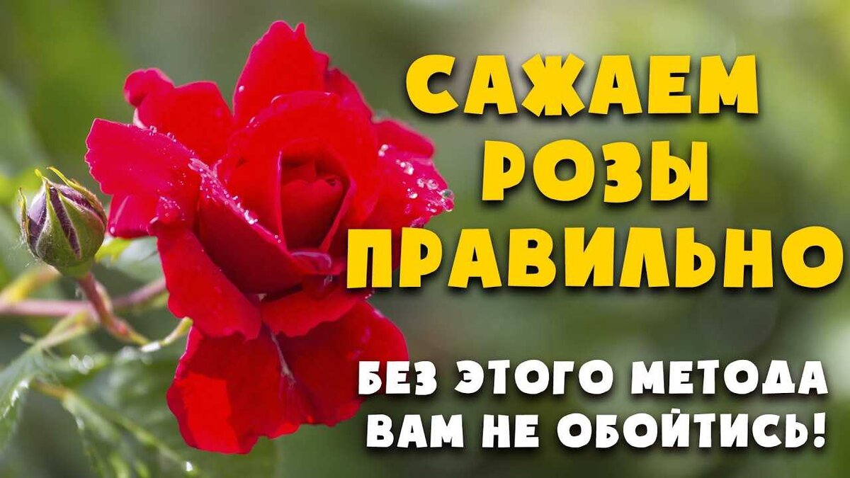 Как правильно посадить чайно-гибридные розы: все о добавках в яму при  высадке | Дача: сад и огород | Дзен