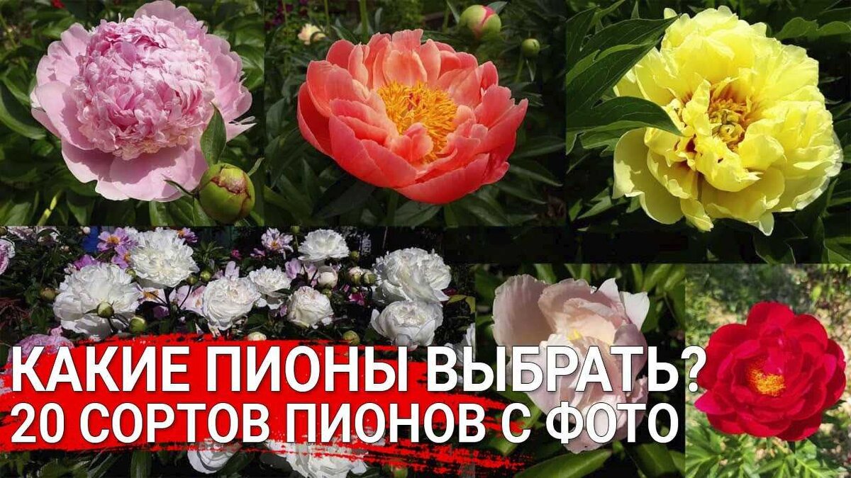 Что может быть прекраснее цветов. Что может быть прекраснее цветов
