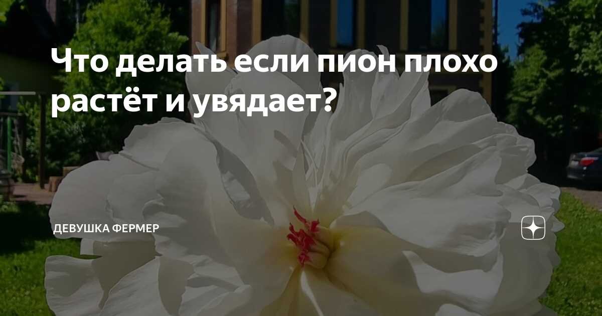 Открыточка в цветы. Цветок женственности. Никогда никому не завидуй стих. Весна радость. Что может быть прекрасней цветов.