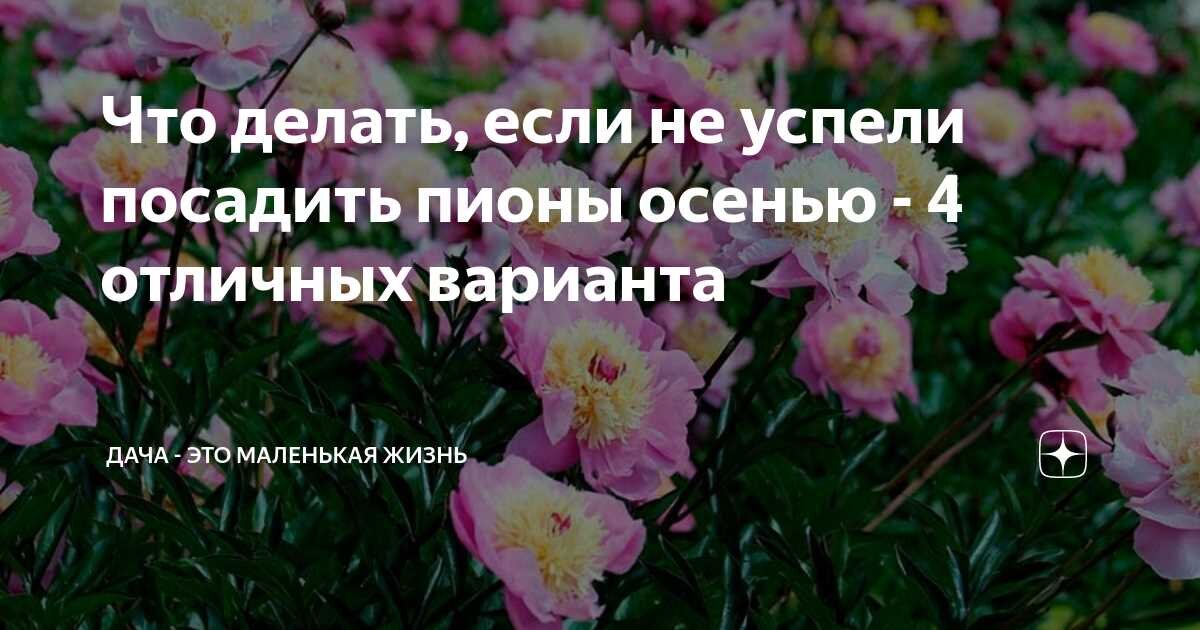 Подготовка корневой системы саженцев