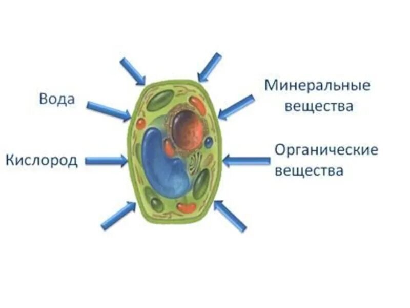 Питание клетки животных