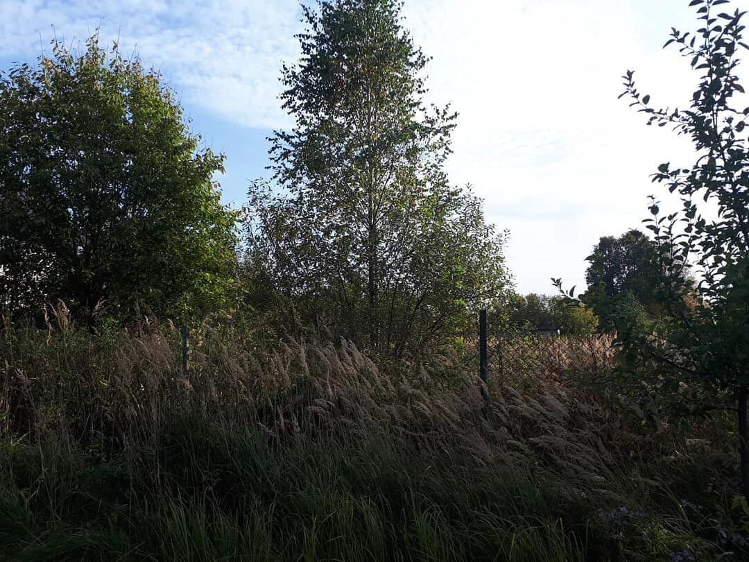 Таким мы увидели наш участок впервые осенью 2020 года и влюбились