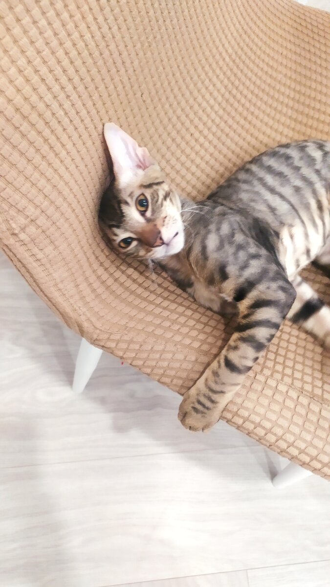 Любимый стул