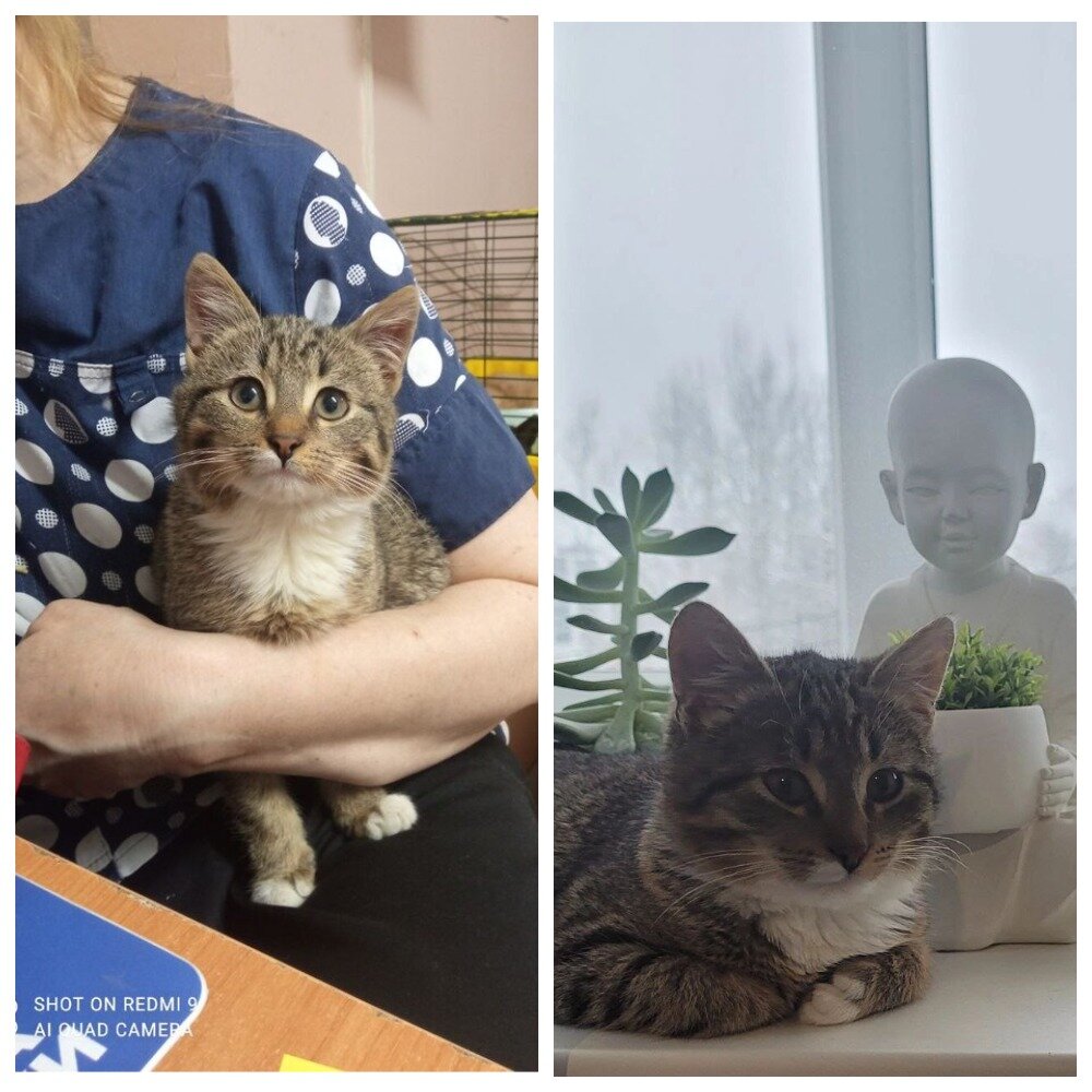 Так как оно может. Так как оно может