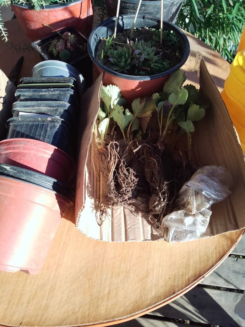 Это Мармелада