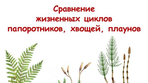 Представители папоротников хвощей и плаунов