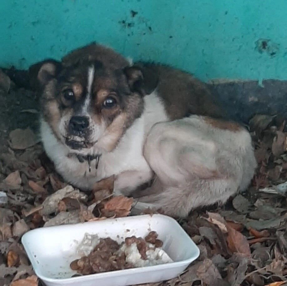 Полуслепой, горбатый, истощенный пес