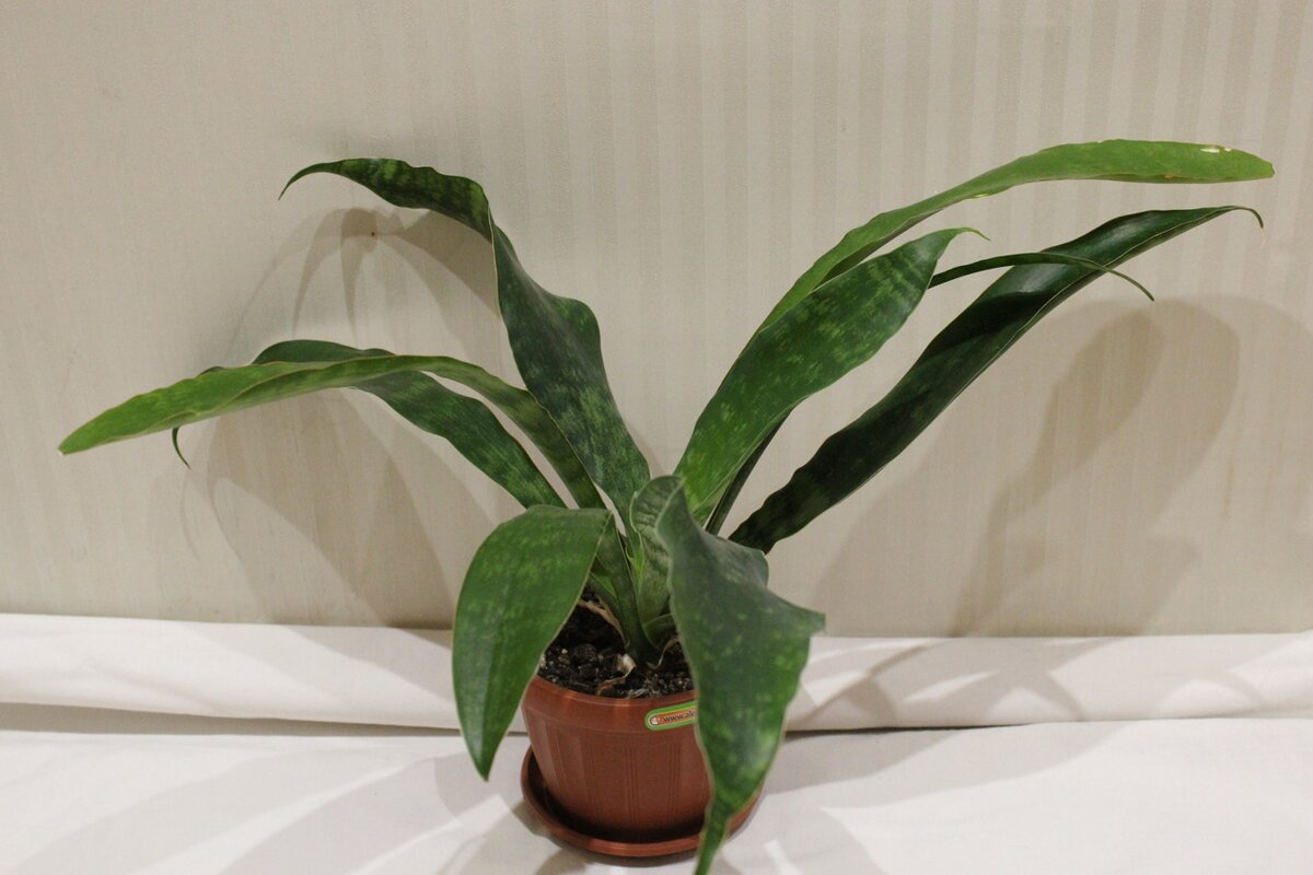 Sansevieria ist eine beliebte Topfsukkulente, die das Innere vieler Wohnungen und Häuser schmückt.-4