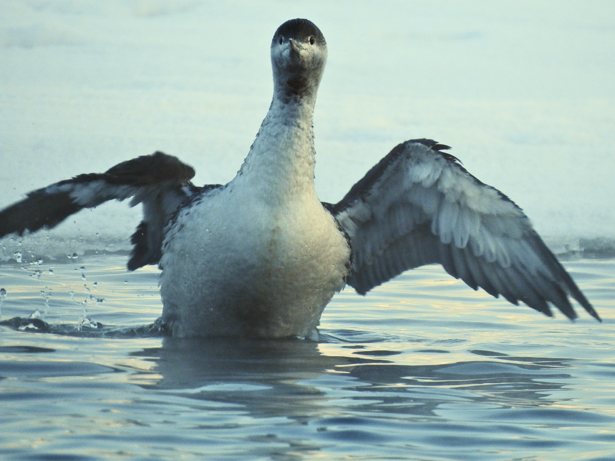 Единственное фото, на котором видно, что птица травмирована