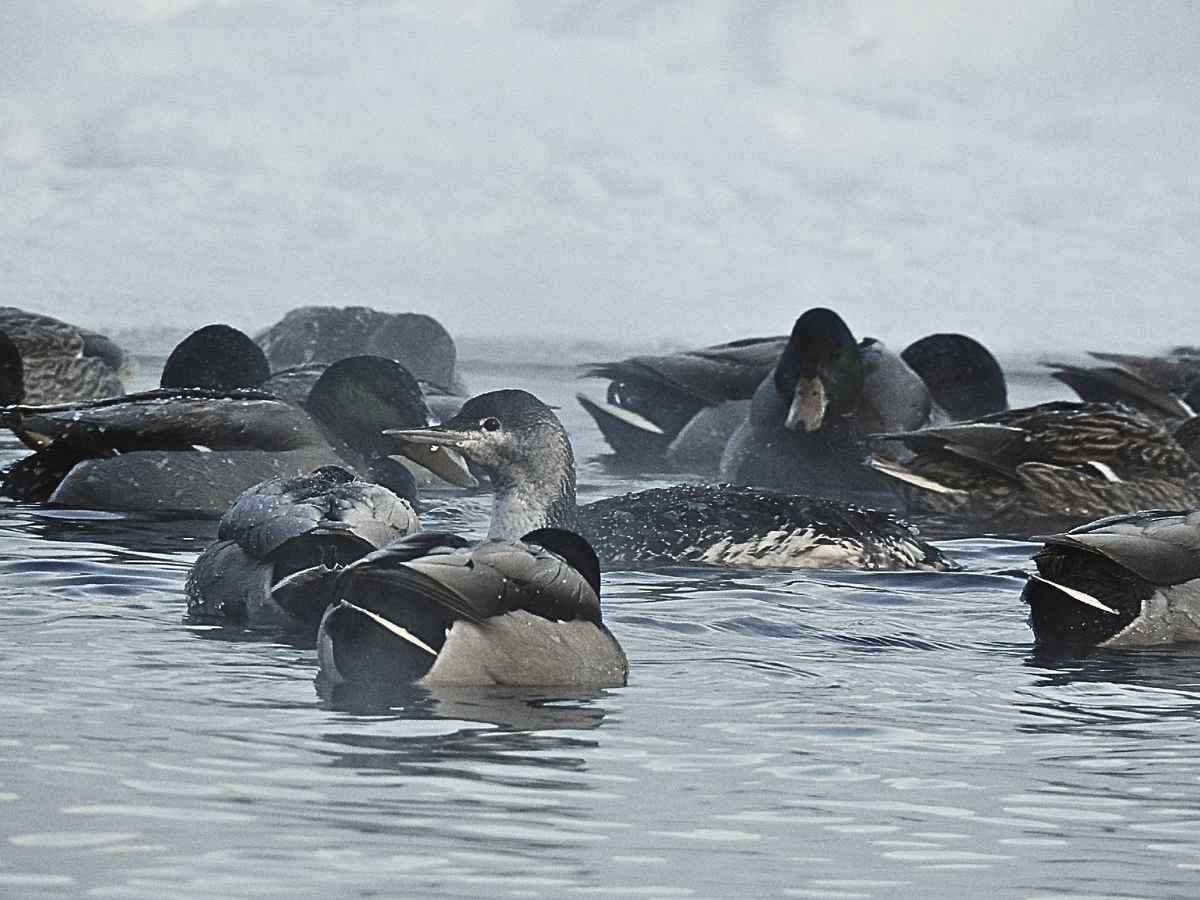Краснозобая гагара среди крякв, январь 2023, фото автора