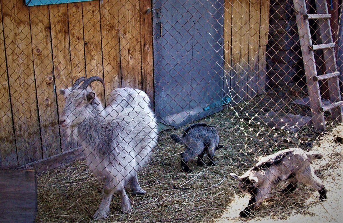Последняя скотинка - коза Нюша с козлятами. Фото автора.