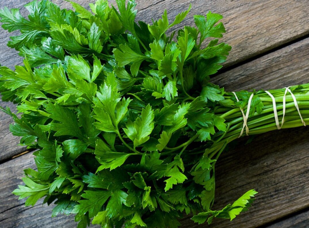 Фреш из петрушки. Петрушка москва. Петрушка риалто. Сорт кинзы петрушка. Петрушка москва.