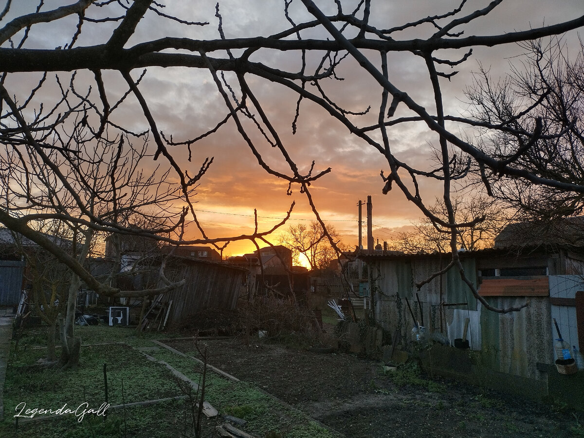 Из-под ветвей инжира