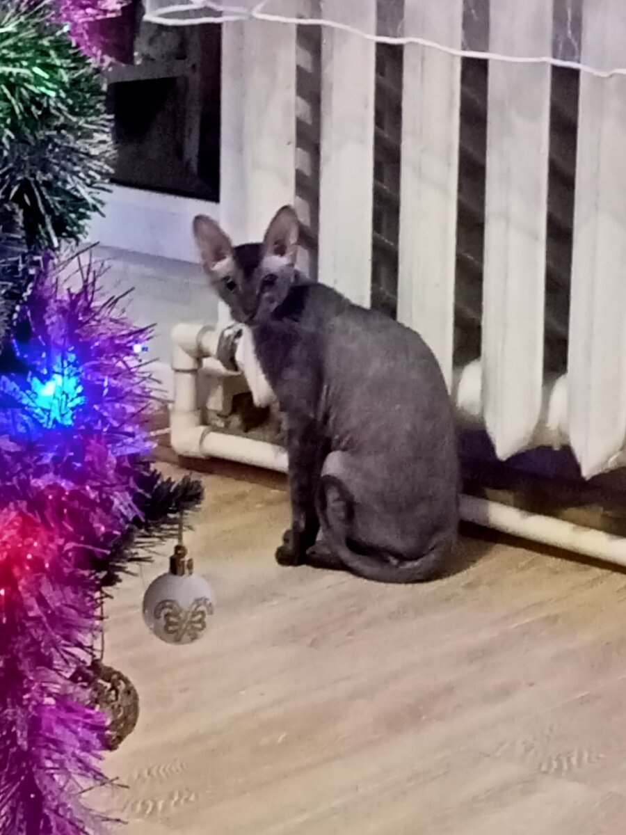 Неизвестная кошка под ёлкой: - Двигаться надо, товарищи, двигаться.