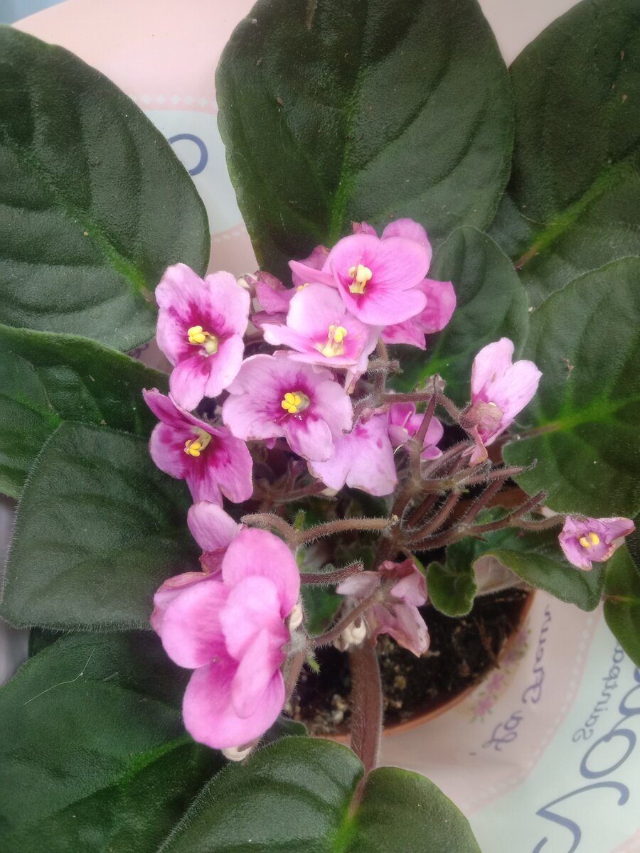 У меня всё дома есть для фиалочек. и красивые маленькие горшочки, и воздушные белые полочки...