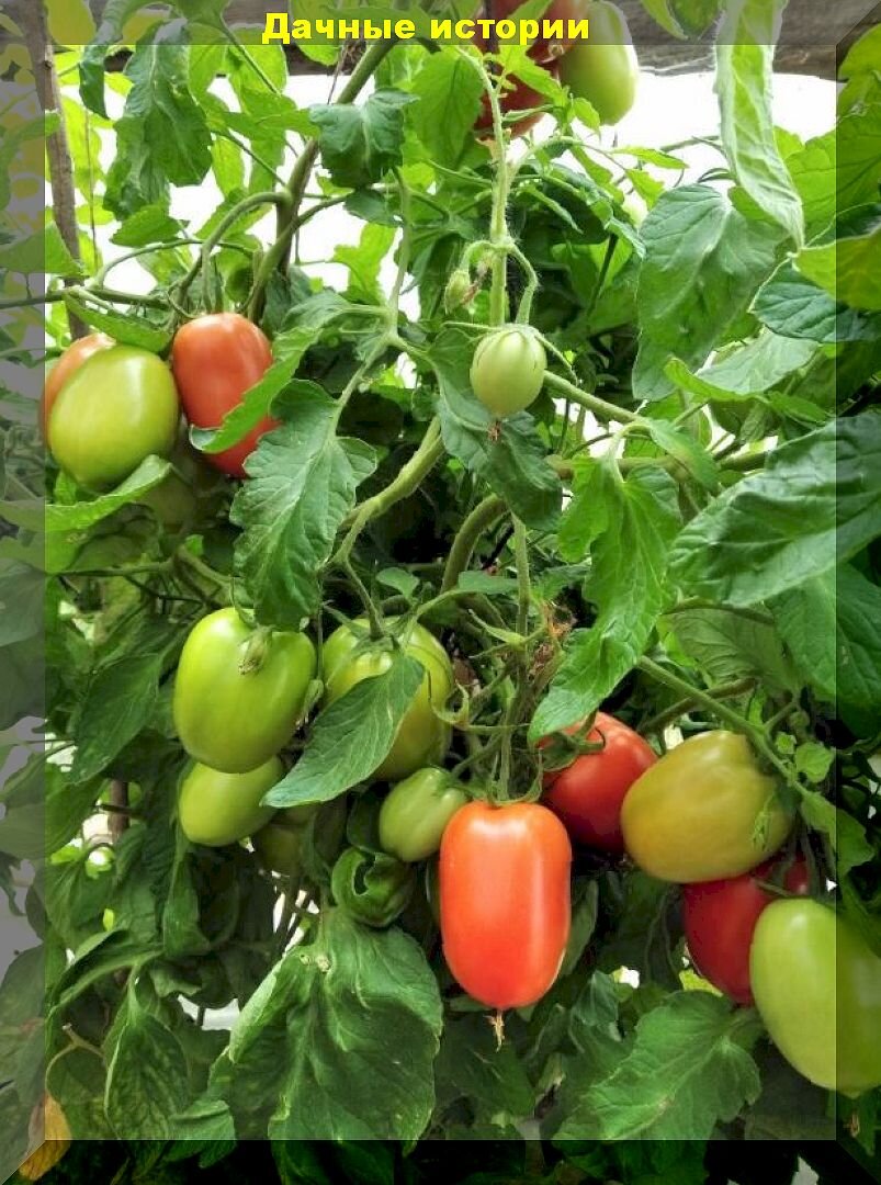 Томаты сорт куртизанка. Томаты сорт куртизанка