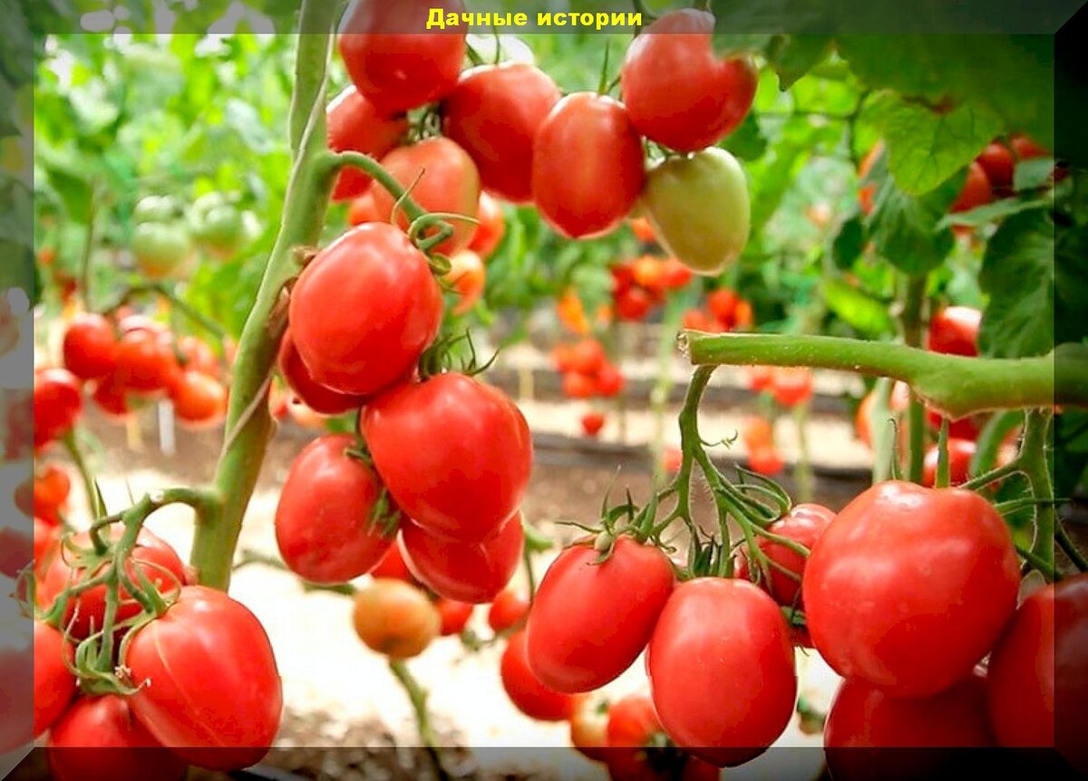 индетерминантные сорта помидор. томат слот f1 семко. сорт помидор столыпин. помидоры сорта для теплицы. томат шериф.