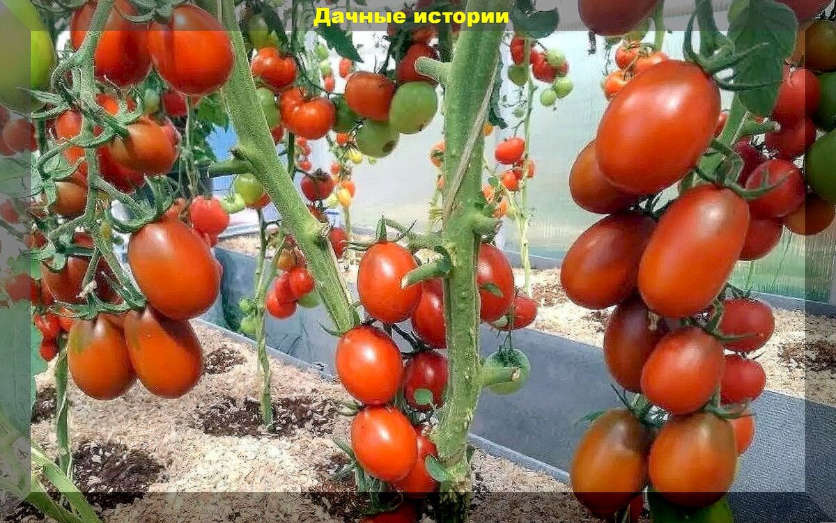 Томат визма. Томат де барао красный. Томат урожайные гусева. Де барао f 1. Васино помидор сорт.