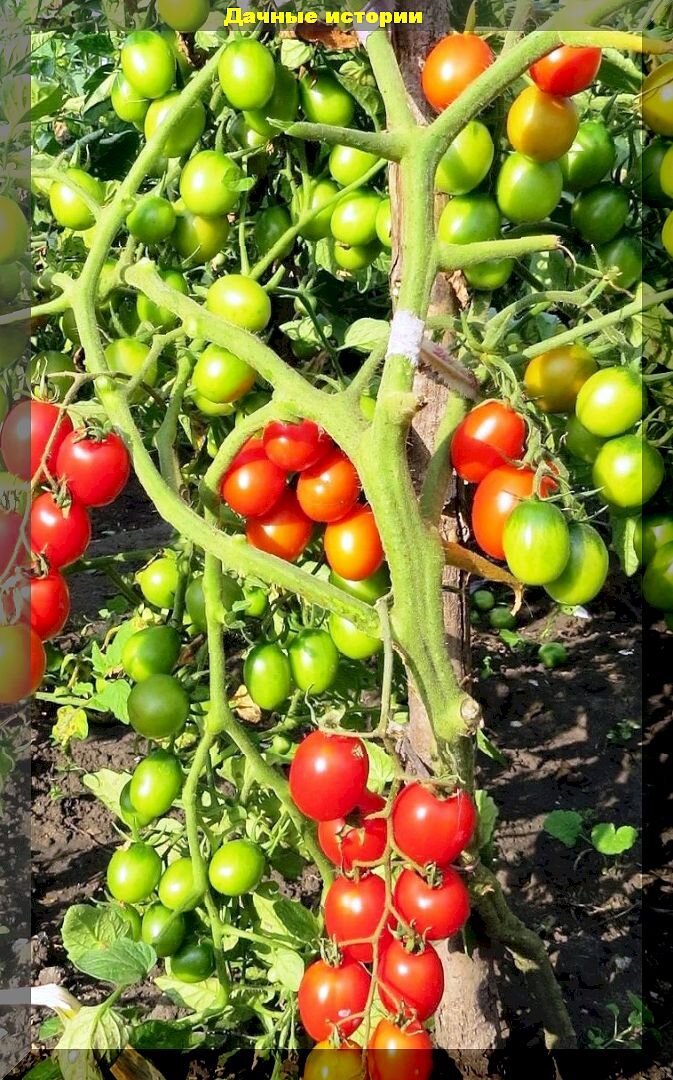 Томат сорт ладошка. Томат сорт ладошка. Томат сорт ладошка. Семена томатов сады россии. Ладошка томат описание.