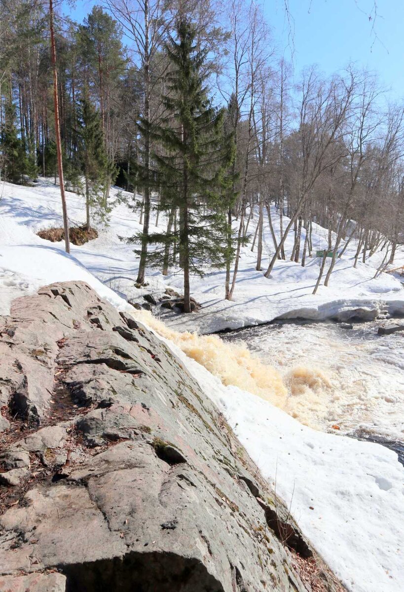 грибы в карелии 2023