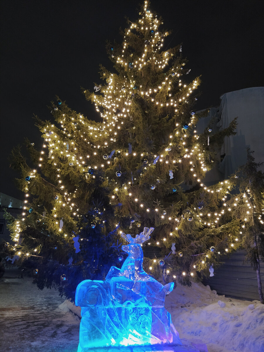 Самая большая живая ёлка у Музея Просвещения. Фото: Удивительный АльбОмск 